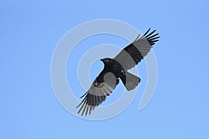 Carrian crow in flight