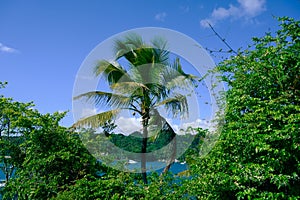 carribbean coconuts palms on blue sky background