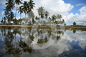 carribbean panorama on palms wood reflection trees on water mirrow