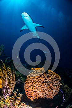 Carribbean reef shark over sponge