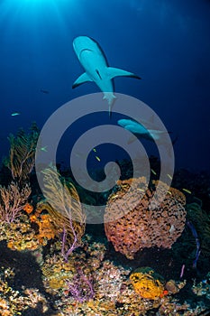 Carribbean reef shark over sponge