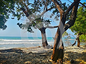 Carribean beach with trees