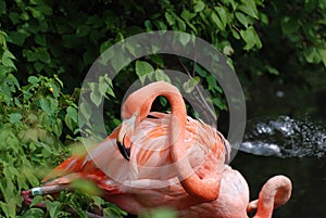 Carribean Flamingo Bird Ruffling His Feathers