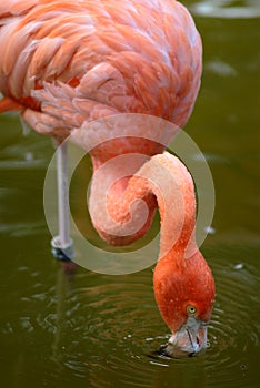 Carribean flamingo in water photo