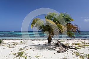 Carribean Palm tree with coconuts