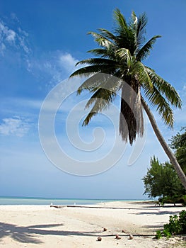 Carribean Palm tree with coconuts