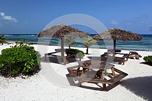 Carribean Palm tree with tables photo