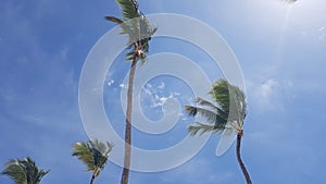 Carribean palms in Dominicana