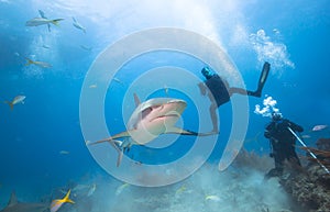 Carribean reef sharks and divers.