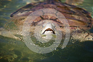 Carribean Sea Turtle