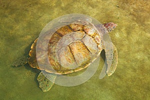 Carribean Sea Turtle Swimming