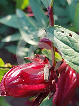 Carribean sorrel flavour packed