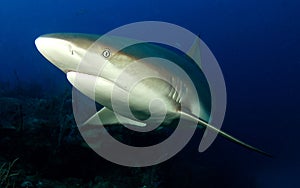 Carribian grey reef shark