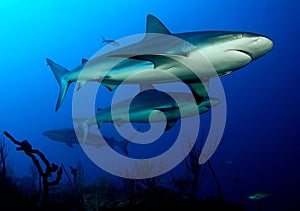 Carribian grey reef sharks