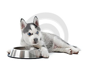 Carried puppy of siberian husky dog lying against plate.