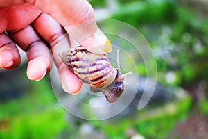Carried Snail