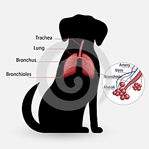 Carrier dog respiratory system, alveoli.