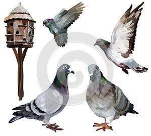 Carrier-pigeon