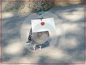 Carrier pigeon with letter