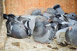 A carrier pigeon or messenger pigeon