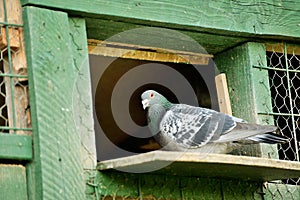 A carrier pigeon or messenger pigeon