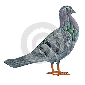 Carrier pigeon three domestic breeds  bird polygons and outline  vector  animals illustration for design editable hand draw