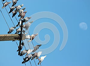 A carrier pigeons