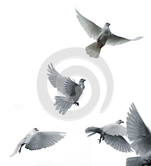 Carrier pigeons