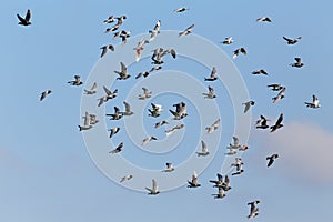 Carrier pigeons in flight