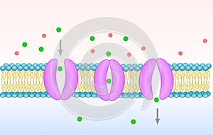 Carrier protein for cellular transport