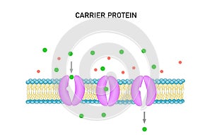 Carrier protein for cellular transport