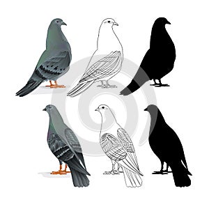 Carriers pigeons domestic breeds sports birds natural and outline and silhouette vintage set one vector animals illustration for d