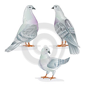 Carriers pigeons domestic breeds sports birds vintage hand draw set one vector animals illustration