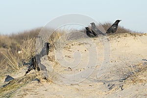 Carrion Crowes in the dunes