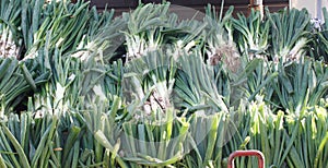 Carrio de CalÃ§ots de Valls Tarragona Catalonia