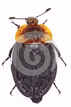 Carrion beetle