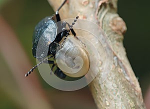 Carrion beetle about an empty shell.