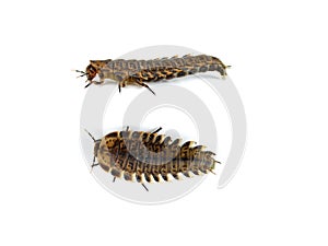 Carrion beetle larva isolated on white background .