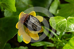 a carrion beetle - Oiceoptoma thoracica sits on a yellow flower in early spring in the forest