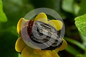 a carrion beetle - Oiceoptoma thoracica sits on a yellow flower in early spring in the forest