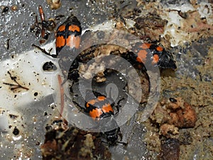 Carrion Nicrophorus beetles in rotten carcass