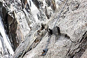 Carrion craw in French Alps