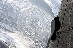 Carrion craw in French Alps photo
