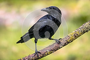 Carrion crow on branch