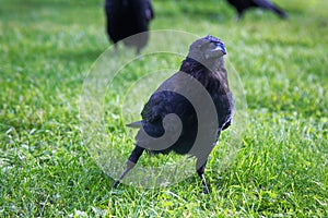 carrion crow (Corvus corone