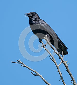 The carrion crow Corvus corone