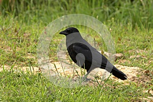 Carrion Crow - Corvus corone