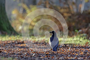 Carrion Crow (Corvus corone)