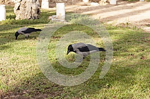 Carrion crow, Corvus corone, bird on grass photo photo