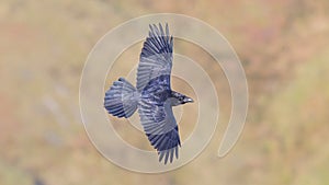 The carrion crow (Corvus corone) bird wing spread in flight